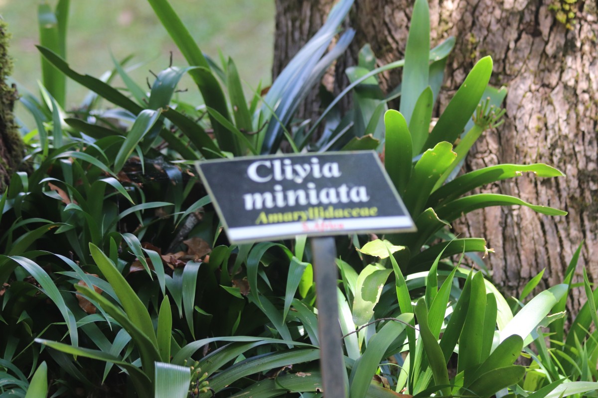Clivia miniata (Lindl.) Verschaff.